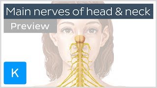 Main nerves of the head and neck (preview) - Human Anatomy | Kenhub