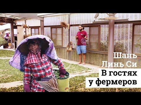В гостях у чайных фермеров. Тайвань. Шань Линь Си.