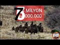 TOP KING NEFESİNİZİ TUTACAKSINIZ ( Best Wildboar Hunting )