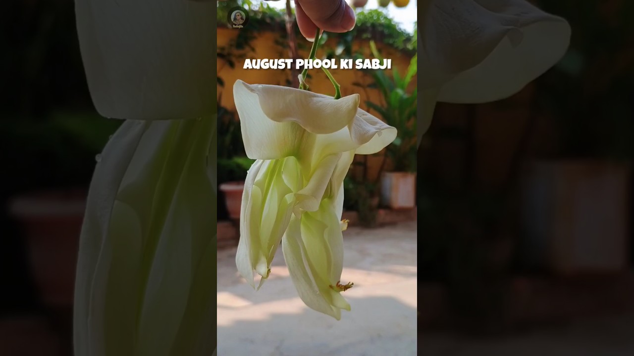✨ August phool ki sabji ✨ 