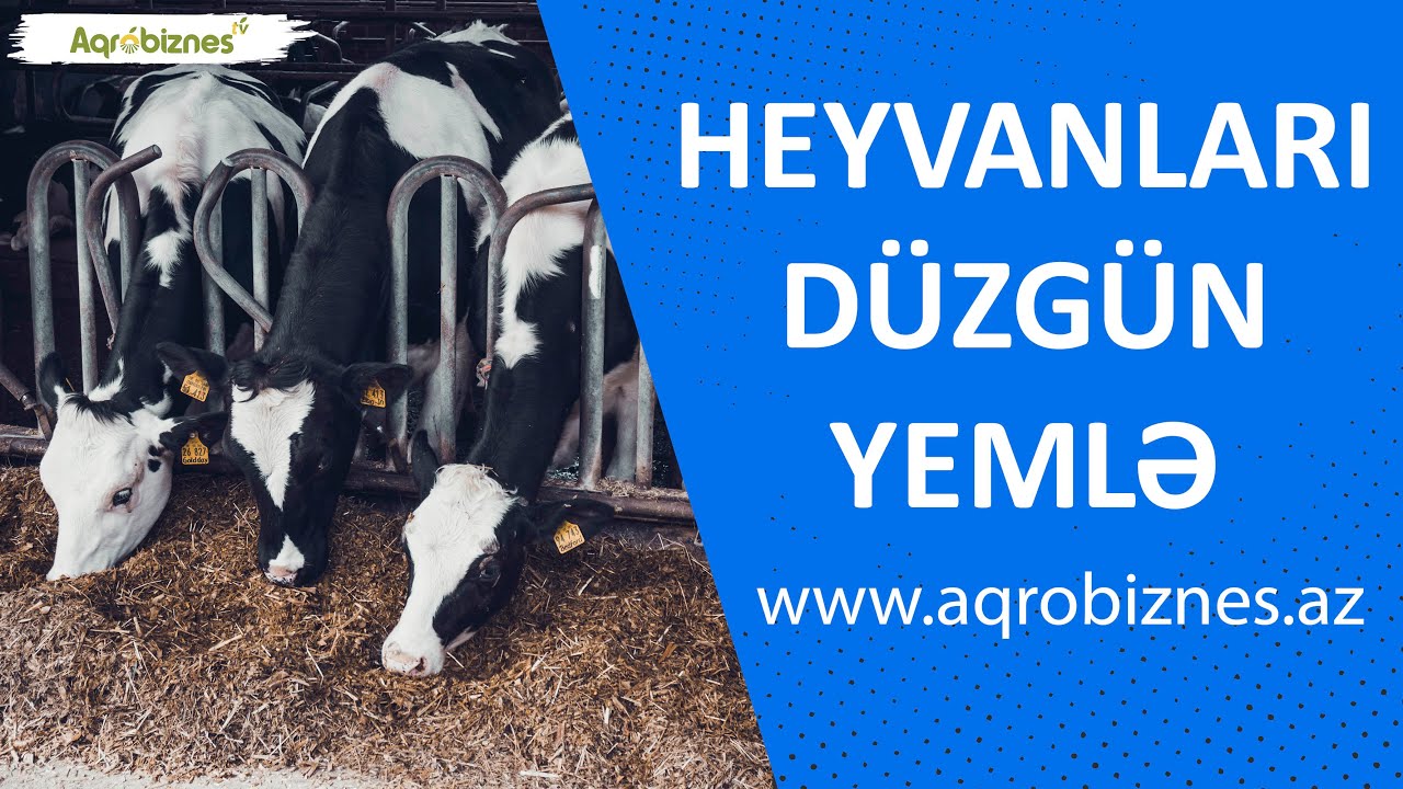 Heyvandarlıqda düzgün yemləndirmə necə olmalıdır?