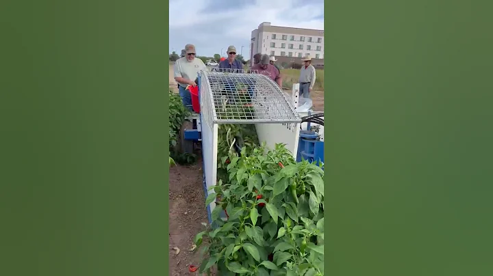 First Test Run Of Chili  Harvester Moses 1010 in New Mexico ||  #shorts - 天天要闻