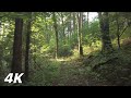 To The Cave On The Map | Forest 4K Nature Relaxation Film