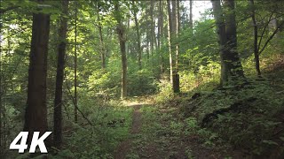 To The Cave On The Map | Forest 4K Nature Relaxation Film