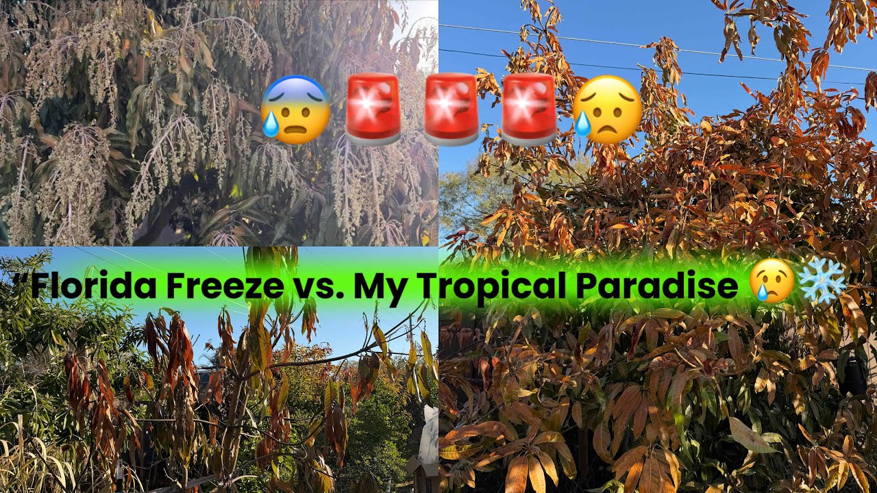 “Florida Freeze vs. My Tropical Paradise 😢❄️”