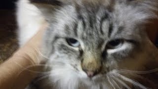 Котенок и компьютер .Сидит в столе,пока хозяева спят. Котенок и компьютер .Сидит в столе,пока хозяева спят.