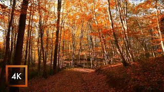 Morning Windy Autumn Walk In The Belgrad Forest, Istanbul, Turkey, Nature Sounds 4K