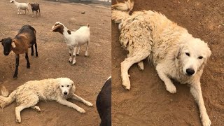 Dog protects herd of baby goats; Girl policed for showing shoulders in sleeveless dress - 10/19/2017