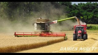 (FULL HD) Moisson 2016 / Lexion 770TT & MF 7620 avec transbordeur interbenne 25