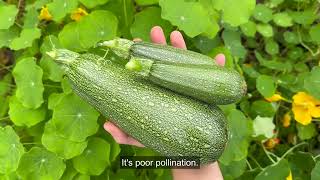 Zucchini Plant Not Producing? Here's What Could Be Wrong