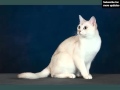 Burmilla | Picture Ideas Of Cats の動画、YouTube動画。