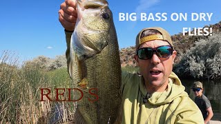 Dragon Flies for Big Bass // How to Dry Fly Fish for Largemouth