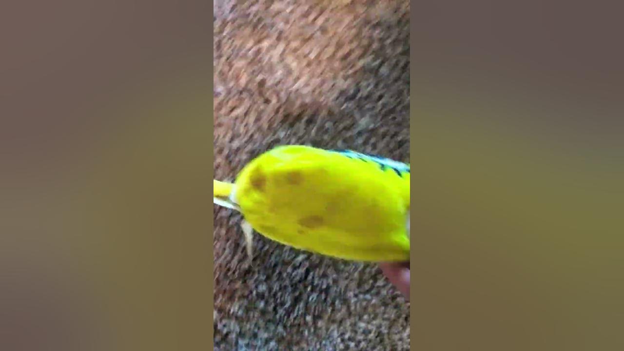 Cocomelon - YouTube