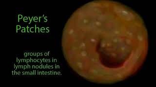 Peyer's patches  inner wall of small intestine  lymphatic aggregates   animation
