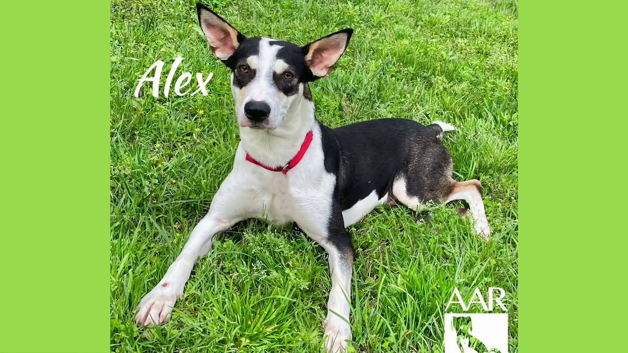 ALEX is so energetic Adopted at AAR Abandoned Animal Rescue
