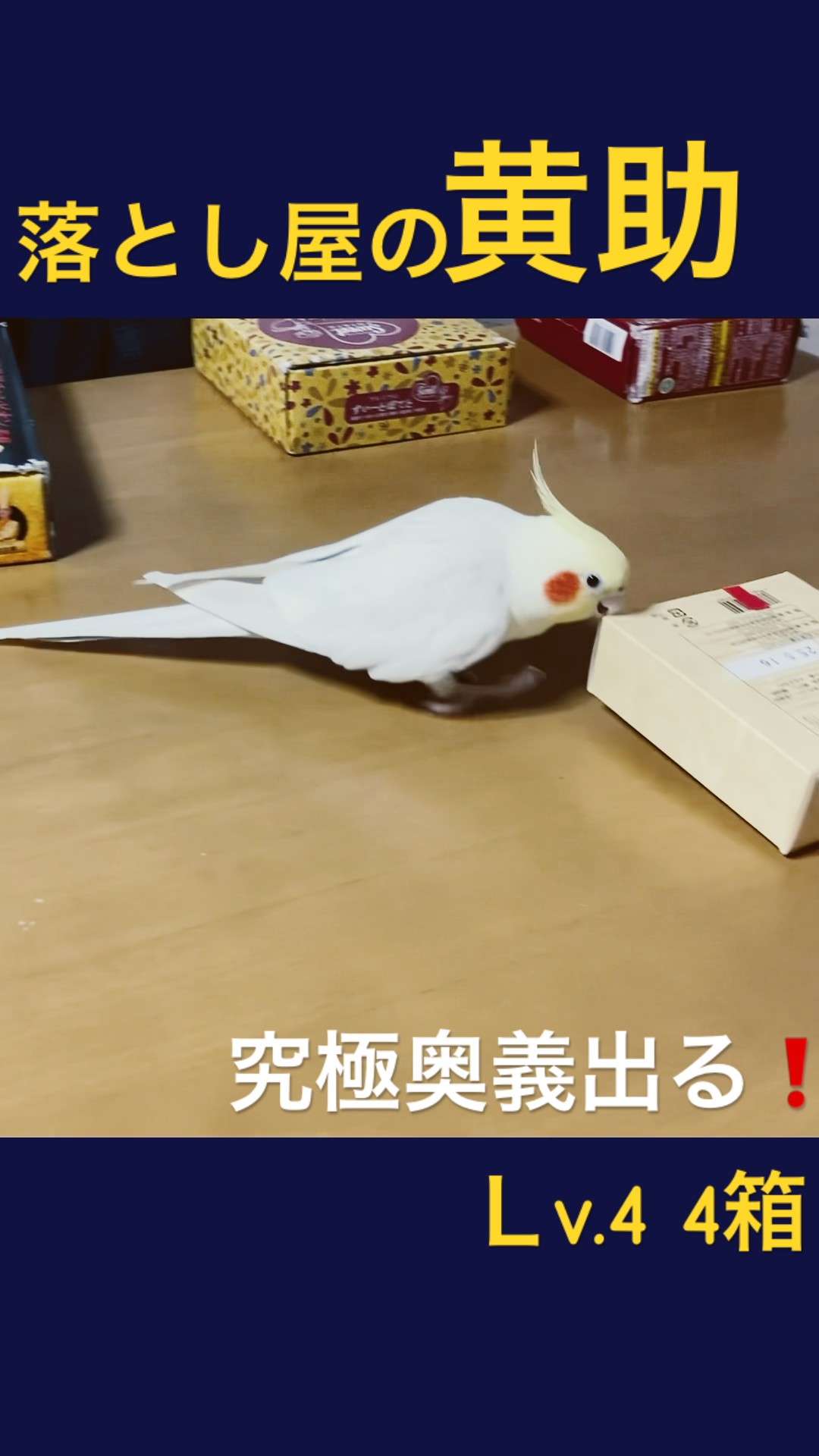 ワシの鳥元気でお金やってくる　強い廃棄できる YouTube