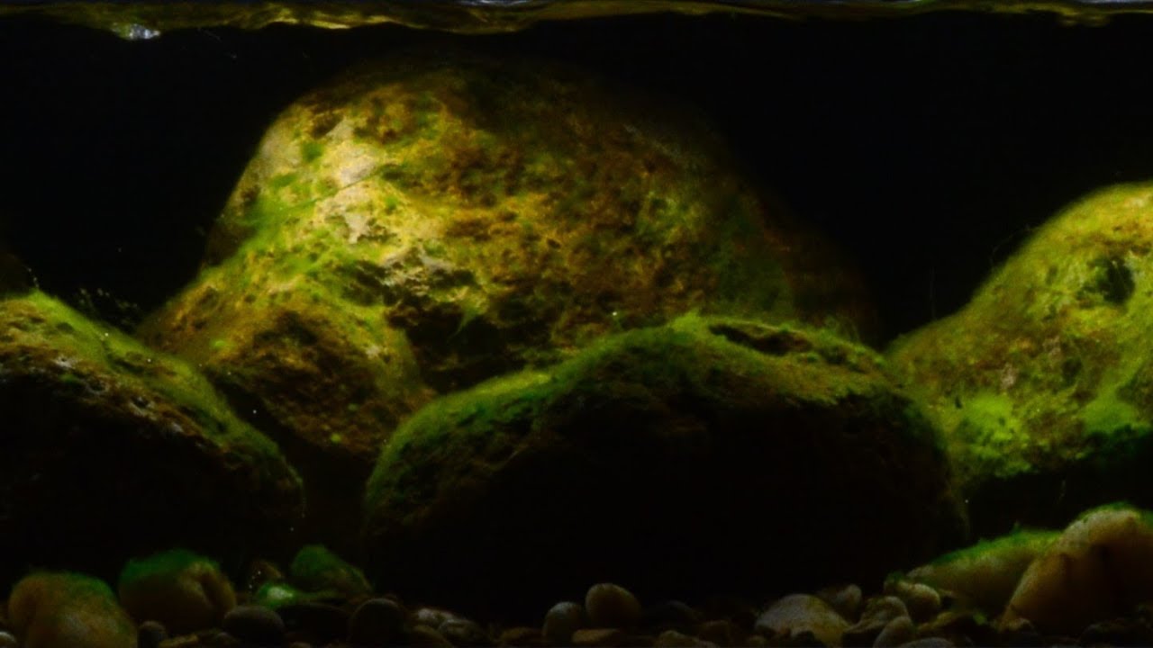 #BADC2018 / Middle course of Tung Chung River, Lantau Island, Hong Kong, 96 L