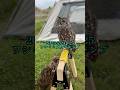 フクロウ多すぎてビックリ‼️なキャンプ　#キャンプ #猛禽類 #owl