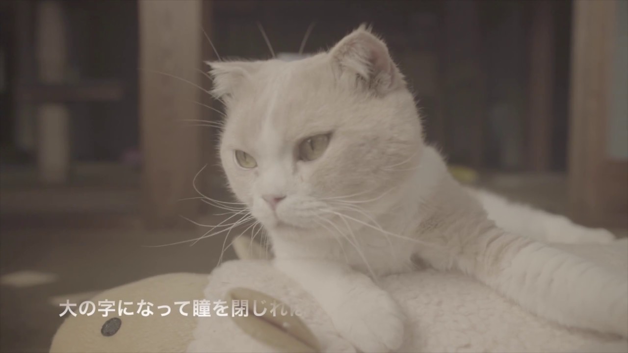 ねこあつめの家 主題歌 ひとやすみ ミュージックビデオ Youtube