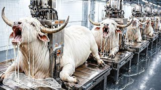 They Turn Bull Hide Horn Into Luxury Soap? Inside Brahman Bull Factory