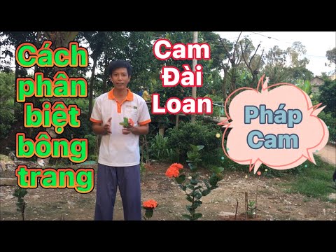 Video: Cách Phân Biệt Bông