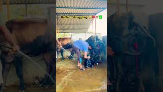 Subscribe Me 🔥✅💯| Abhay Pawale DairyFarm👑| #buffalo #shorts #viralshorts