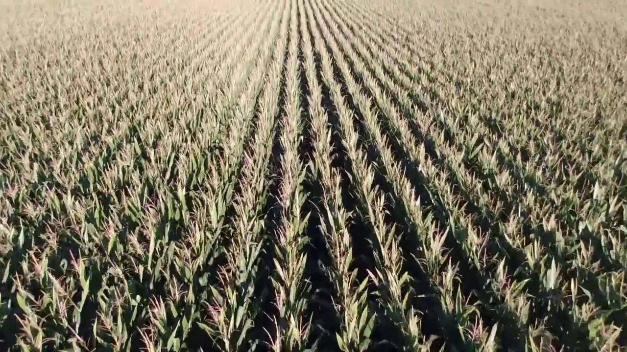 Nebraska Cornfields YouTube