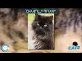 Chantilly Tiffany 🐱🦁🐯 EVERYTHING CATS 🐯🦁🐱 の動画、YouTube動画。