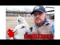 New Way To Keep Track Of Our Livestock Guardian Dog's!