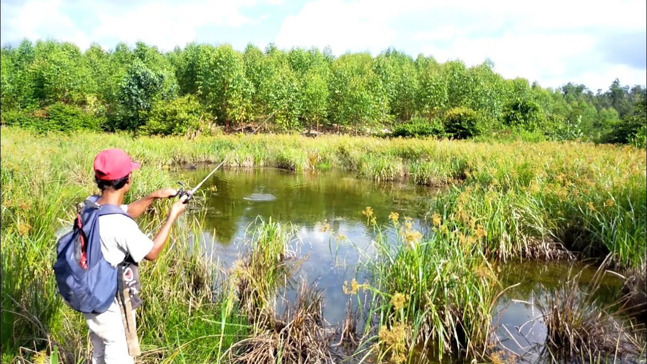 mancing ikan gabus sungai dan rawa yang ganas