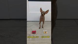 Чапитосики или Рубина? #собаки #рубина #чапитосики #питомцы
