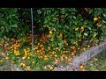 Đây chính là lý do những vườn quýt ngọt rụng đầy bên đường không ai hái