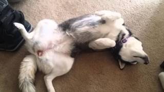 Siberian Husky NOT Saying 'I Love You' by Hey It's Wei 197 views 8 years ago 33 seconds