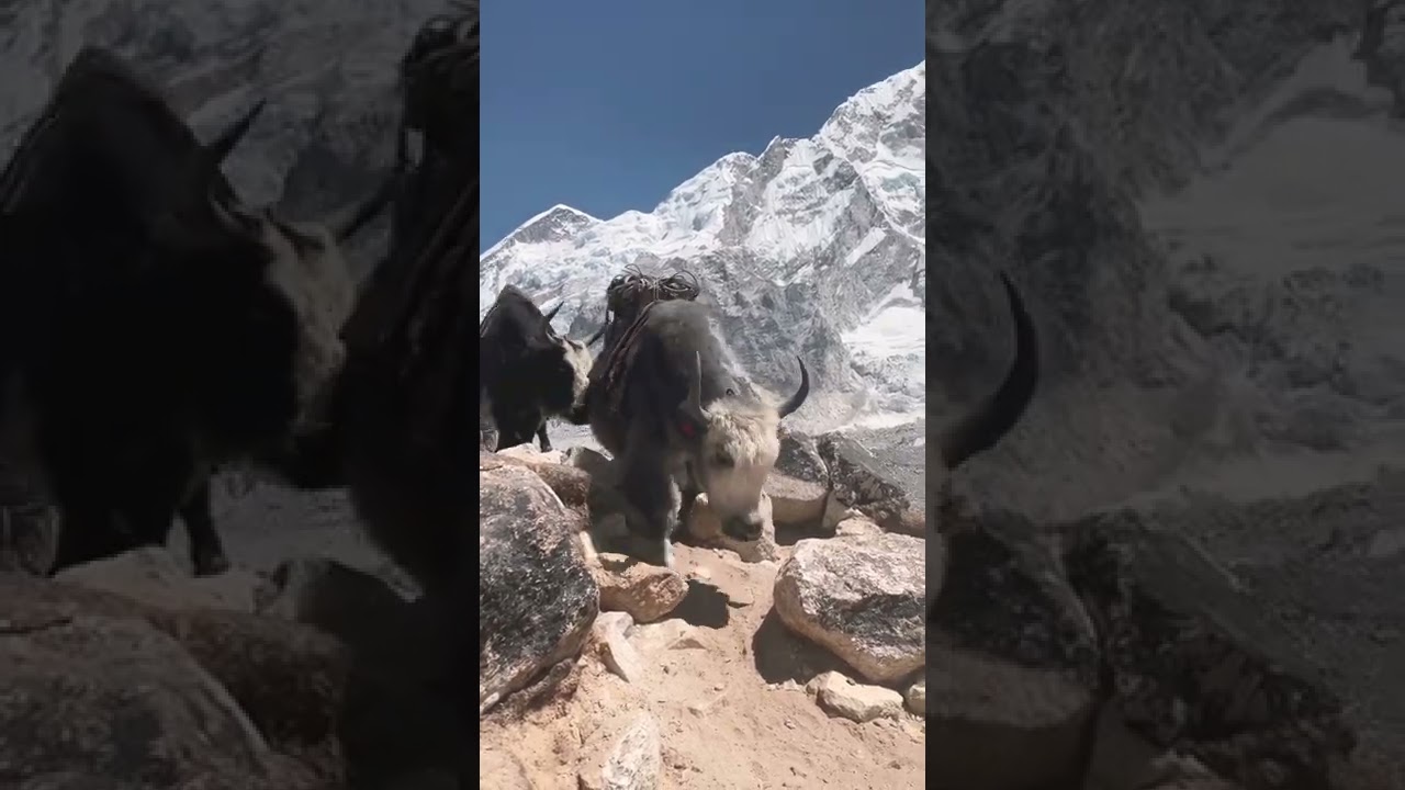 Everest Base Camp Yaks
