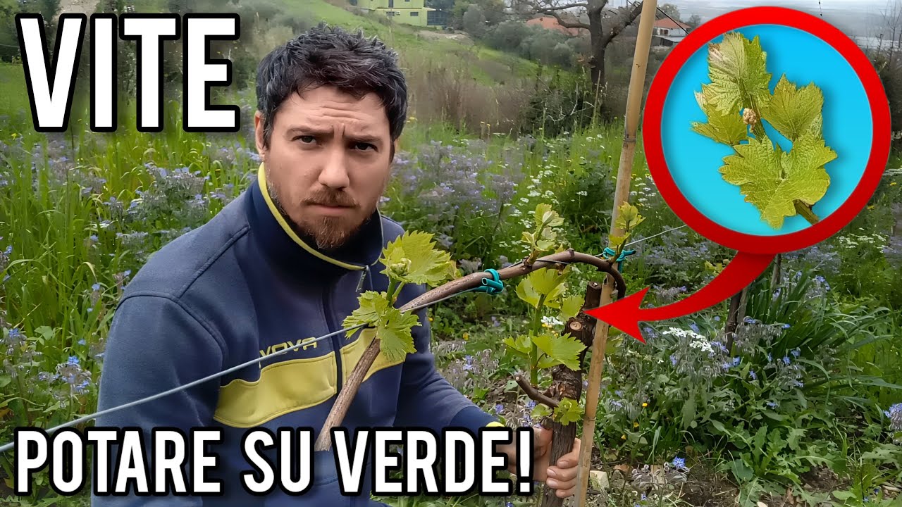 Spollonatura e scacchiatura: come si esegue la 