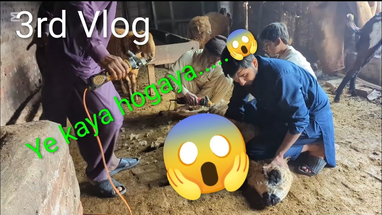@QurbaniLover # New  Bhatta Vlog🥰#watch full video#subscribe,like and Share...Thanksssss♥️