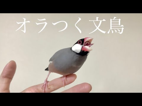 文鳥がオラついています　java sparrow