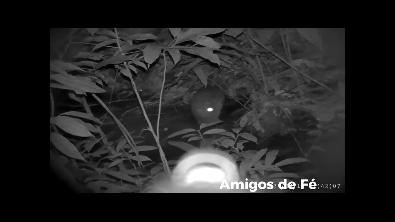 Top Resultado Da Paca Na Ceva!!