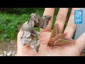 Take a closer look at butterflies and moths