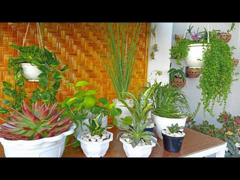Video: Perennials Yang Mekar Di Tempat Teduh