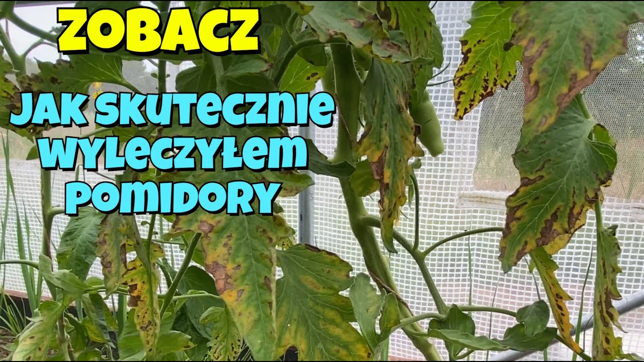 Choroba pomidora bez szans. Bakteryjna plamistość liści pomidora - jak pomyliłem ją z altelnariozą?