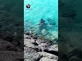 Title:🐟 Maldives Construction Mein Samundari Machhliyan 🌊Short Option:Maldives Sea Fish s:#Maldives