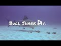 Bull Shark Diving, Playa Del Carmen, Mexico