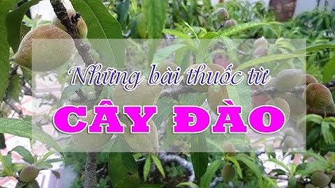 ĐIỆN BIÊN - Những bài thuốc từ cây đào | Vị thuốc quanh ta