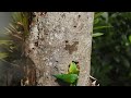 Periquito barbinaranja, Britogeris Jugularis. Algunas aves de Panamá