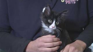 How To Know The Gender Of Kittens