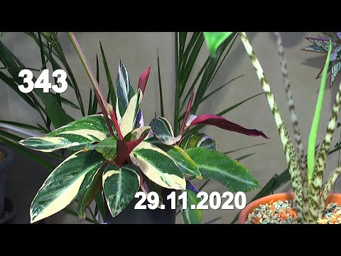 Video: Calathea 