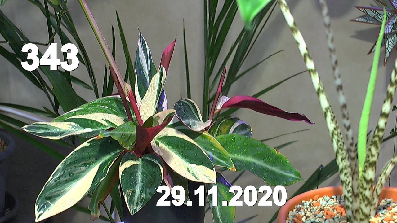 Pflanzen Praxis und Theorie. Calathea Triostar umpflanzen. Chili Wachstum und Düngung. Licht bedürf