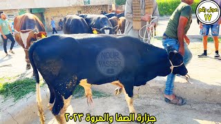 ذبح عجل أول ايام العيد جزارة الصفا والمروة عجل رقم 17 | عيد الأضحى 2023