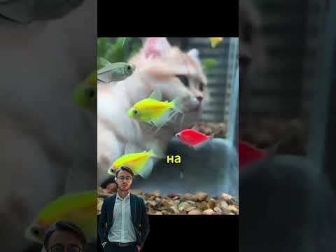 Аквариум для котов!